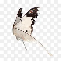 白色蝴蝶翅膀图片