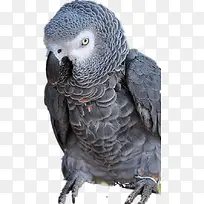 灰色的鹦鹉