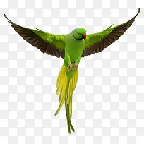 飞翔的绿色鹦鹉