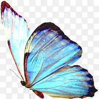 蓝色蝴蝶六一儿童节