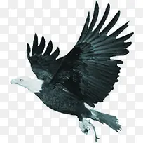 黑色高清羽毛飞翔的小鸟