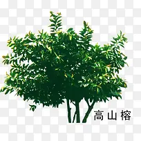 花草树木素材