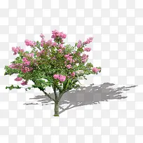 园林 假山 树木 花草