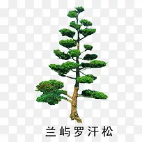 花草树木素材