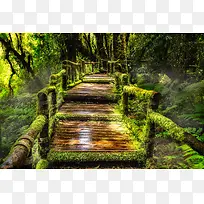 绿色场景藤条树木小路