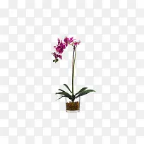 欧美流行插花 绿植物 鲜花软装