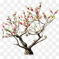 园林 假山  树木 花草 植物