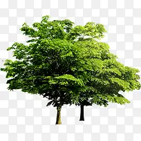 绿色植物海报绿色大树