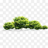 绿色园林绿化植物大树