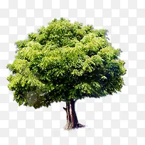 绿色大树
