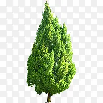 环保绿色大树装饰