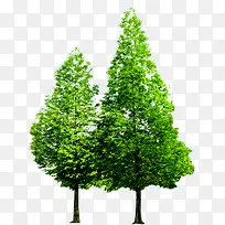 春季清新植物大树