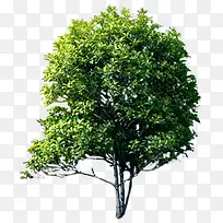 清新环保绿色大树
