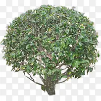 圆形绿色植物大树