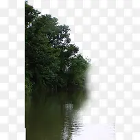 野外大树植物景观