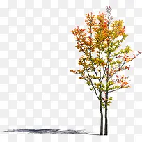秋季小区黄色景观大树