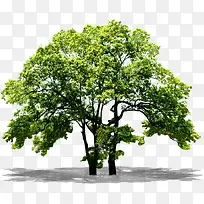 绿色环保植物大树