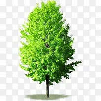 绿色大树生长植物