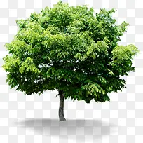 清新绿色唯美大树植物