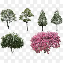 彩色园林植物大树