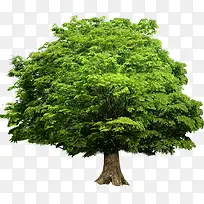 绿树景观设计大树