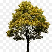 黄色秋季小区景观大树