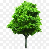 绿色清爽环保绿化大树