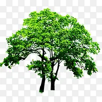 绿树美景园林稀疏大树