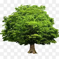 绿树清新大树环保