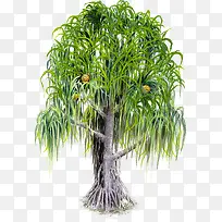 手绘绿色水果植物大树