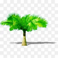 手绘热带植物大树