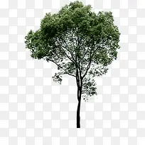 绿色单独大树设计