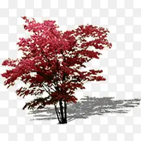 红色树叶大树景观装饰