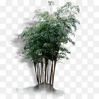 高清摄影创意绿色大树