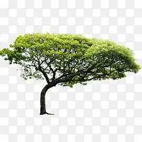 高清摄影绿色植物大树树木