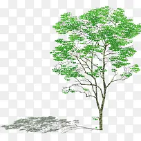 绿色稀疏大树植物