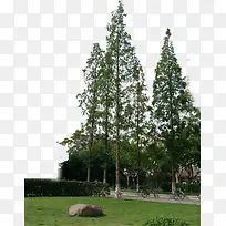环境渲染效果绿色大树树木