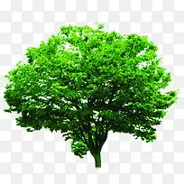 绿色大树环境素材