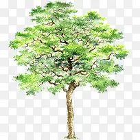 手绘清新夏季大树
