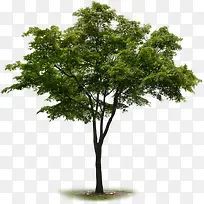 高清创意绿色大树环境素材植物