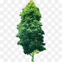 植物朦胧大树创意