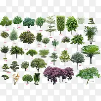 高清创意绿色植物大树合成效果