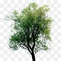 高清创意绿色草本大树环境渲染