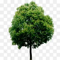 高清摄影风格创意绿色大树