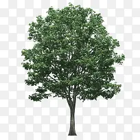树木植树节免抠树木