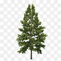 高清摄影绿色的大树树木造型