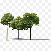 高清摄影绿色的大树植物树木