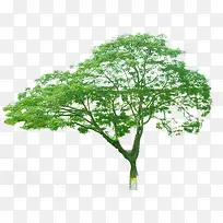 绿化设计摄影高清创意大树