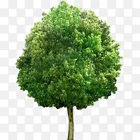 绿色高清创意大树环境渲染植物