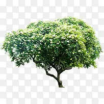 茂密大树春日骄阳